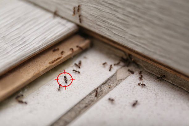 Best Wasp Removal Services  in North Liberty, IN